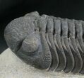 Phacops Speculator Trilobite - Very Detailed #7982-3